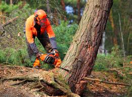 Best Tree Removal  in , ND