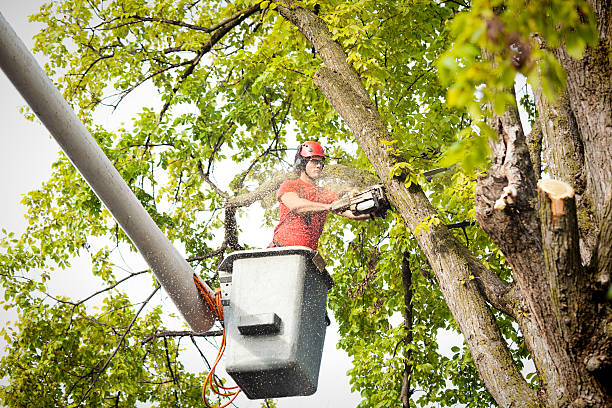 Best Arborist Consultation Services  in , ND